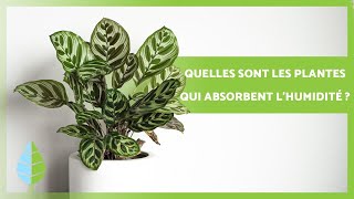 8 PLANTES QUI ABSORBENT LHUMIDITÉ 🌿💧 Noms et soins [upl. by Averell965]