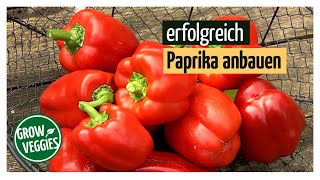 Paprika erfolgreich anbauen  Gemüseanbau im Garten [upl. by Binky]