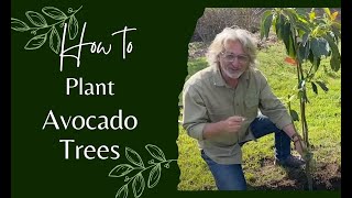 How to Plant Avocado Trees [upl. by Haimrej]