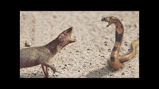 King Cobra Vs Mongoose  Big Battle In The Desert [upl. by Chinua]