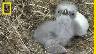 Highlights of Cute Baby Eaglets From DC’s Eagle Cam  National Geographic [upl. by Aziza]