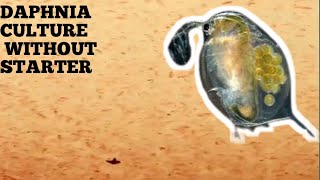 HOW TO CULTURE DAPHNIA NATURALLY WITHOUT A STARTER [upl. by Akemhs]