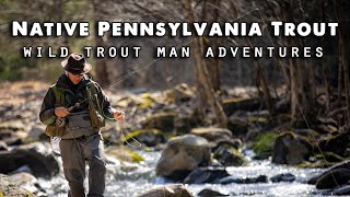 FLY FISHING  NATIVE Pennsylvania Brook TROUT [upl. by Riay146]