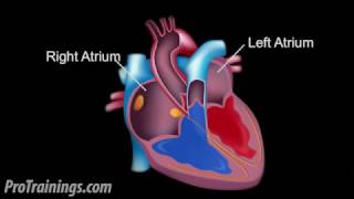 The Cardiac Conduction System [upl. by Aja]