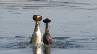 Great crested grebes courtship dance  WWT [upl. by Ennire520]