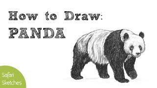 How to Draw a Panda  Realistic Step by Step [upl. by Arun]