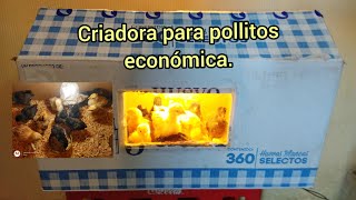 Criadora para pollitos económica y fácil [upl. by Esinej]