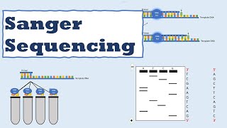 Sanger sequencing [upl. by Ahsyas48]