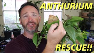 Anthurium Rescue  Care Guide  Flamingo Flower Care [upl. by Ecnarf]