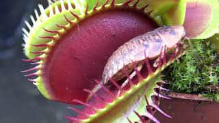 Best Venus Flytrap Trapping Compilation 2018 [upl. by Rizzi]