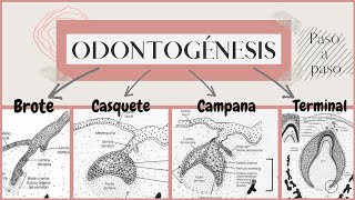 Odontogénesis paso a paso  Desarrollo del diente  OdontologiaconCri [upl. by Anaujnas436]