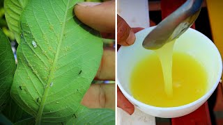 How to make organic Pesticide Insecticide Fungicide for all plants Amazing all in one solution [upl. by Ialohcin]