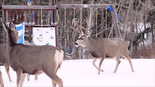 Breeding Season for Mule Deer [upl. by Bussey]