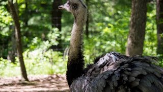 The Greater Rhea of Timbavati Wildlife Park [upl. by Floeter]