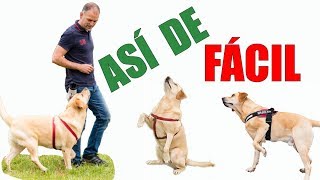 31 TRUCOS para Enseñar a tu PERRO en 5 Minutos al Día  ADIESTRAMIENTO CANINO [upl. by Asyal74]