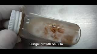 Fungal growth on Sabouraud dextrose agar  Sporothrix [upl. by Aisatan]