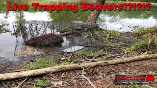 Live Trapping Beavers [upl. by Eerol391]