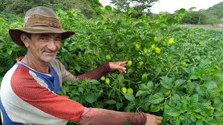 COMO PLANTAR PIMENTA DE CHEIRO E QUAL ADUBO USAR [upl. by Alric]