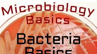 Bacteria Basics  Microbiology Lectures [upl. by Wellesley]