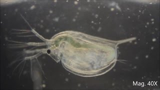 Daphnia magna under the Microscope [upl. by Oswald]