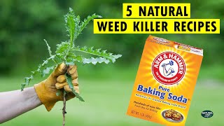 How to Kill Weeds Naturally  5 Homemade Natural Weed Killer Recipes [upl. by Denbrook12]