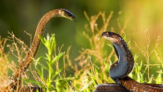 COBRA REAL vs MAMBA NEGRA  ¿Quién Ganaría  EPIC VERSUS 🐍🐍 [upl. by Holds347]