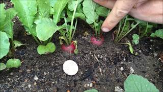 Harvesting Radishes [upl. by Naujid]