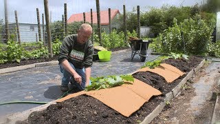 How To Mulch And Feed Spring Crops [upl. by Walden]