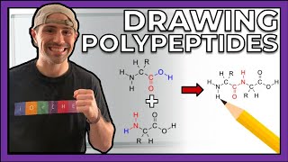 Intro to Peptides and Drawing Polypeptides [upl. by Hawk603]