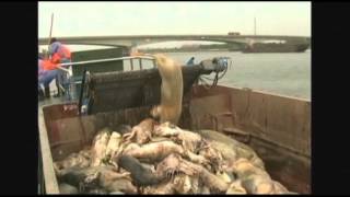 Raw Scores of Dead Pigs in Chinese River [upl. by Atires]