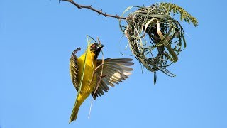 Weaver bird building a nest [upl. by Launame]