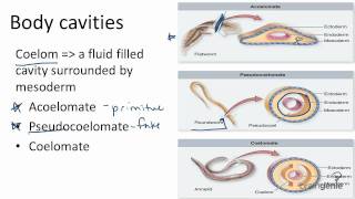 1326 Body Cavities  Acoelomates Pseudocoelomates and [upl. by Manno]