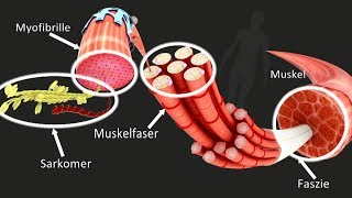 Muskel  Aufbau Funktion Training Medienlb Trailer [upl. by Abbotsun]