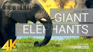 4K African Wildlife ELEPHANTS Part 1  A day in Africa with Giant Elephants  10bit Color [upl. by Batory]