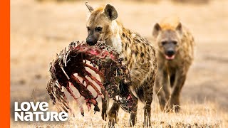 Spotted Hyena Clan Feeding Frenzy [upl. by Caia]