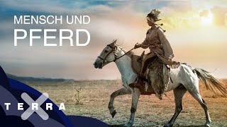 Das Shire Horse  der sanfte Riese unter den Pferden [upl. by Agn]