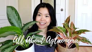 Aglaonema Care Tips amp Tricks  Chinese Everygreen Plants [upl. by Rask422]