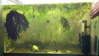 Scuds Daphnia Cherry Shrimp Copepods My aquatic food culture [upl. by Colp108]