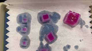 Agar Cube Diffusion Lab [upl. by Enicul]