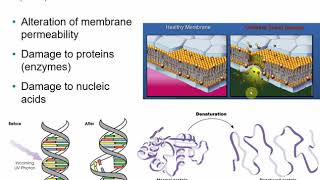 2117 Chapter 7  Control of Microbial Growth [upl. by Kinnie]