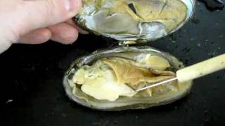 Bivalve Anatomy freshwater mussel [upl. by Marks]