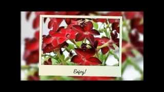 How To Grow Nicotiana From Seed [upl. by Fish408]