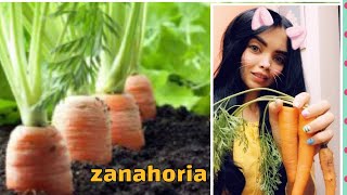 Como cultivar zanahoria en casa [upl. by Sandberg362]