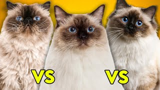 Ragdoll Cat Vs Birman Cat Vs Himalayan Cat Ultimate Guide To Identify Them [upl. by Anon]