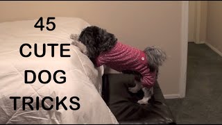 45 CUTE DOG TRICKS [upl. by Holly-Anne]