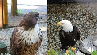 Redtailed Hawk and Bald Eagle Vocalization [upl. by Durkee]