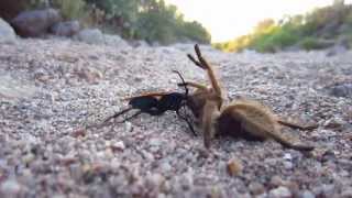 Another Tarantula Hawk Wasp vs Tarantula [upl. by Juetta]