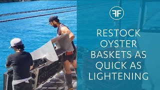 FlipFarm oyster system  restocking baskets with freshly graded oysters [upl. by Larimer783]