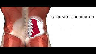 Two Minutes of Anatomy Quadratus Lumborum QL [upl. by Nautna295]