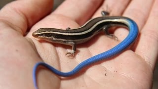 Juvenile Bluetailed Western Skink  Reptiles of BC [upl. by Anahir]